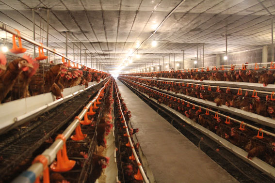 Suối Cao Green Farm (Solar Rooftop Project)